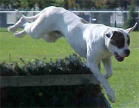 a well breed American Bulldog